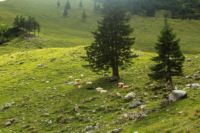 2014-08-10_Ankelalm_(227).JPG