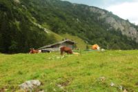 2014-08-10_Ankelalm_(228).JPG