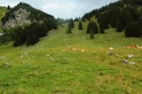 2014-08-10_Ankelalm_(232).JPG