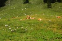 2014-08-10_Ankelalm_(233).JPG