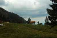 2014-08-10_Ankelalm_(234).JPG