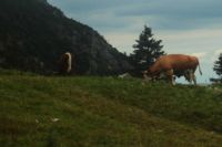 2014-08-10_Ankelalm_(234)b.JPG