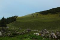 2014-08-10_Ankelalm_(429).JPG