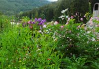 2014-08-10_Ankelalm_(449)b.JPG