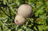 2014-08-17_Brecherspitz_(237).JPG