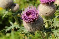 2014-08-17_Brecherspitz_(238).JPG