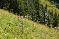 2014-08-17_Brecherspitz_(259).JPG