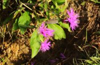 2014-08-17_Brecherspitz_(495)b.JPG