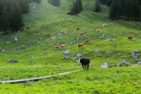 2014-08-17_Brecherspitz_(513)b.JPG