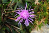 K1024_2014-10-14_Hirschberg_(499).JPG