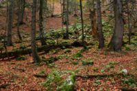 K1024_2014-10-14_Hirschberg_(603).JPG