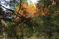K1024_2014-10-14_Hirschberg_(605).JPG