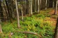 K1024_2014-10-14_Hirschberg_(633).JPG