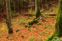 K1024_2014-10-14_Hirschberg_(662).JPG