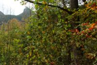 K1024_2014-10-14_Hirschberg_(718).JPG