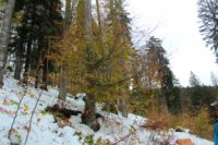 2014-10-25_Hirschberg_(290).JPG