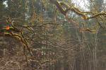 2015-03-11_Osterseen_(141).JPG