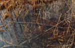 2015-03-11_Osterseen_(154)b.JPG