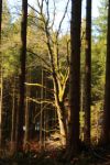2015-03-11_Osterseen_(163).JPG
