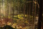 2015-03-11_Osterseen_(164).JPG