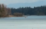 2015-03-11_Osterseen_(183)c.JPG