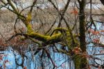 2015-03-11_Osterseen_(223).JPG