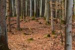 2015-03-11_Osterseen_(228).JPG