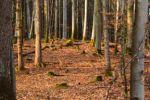 2015-03-11_Osterseen_(229).JPG