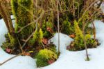2015-03-11_Osterseen_(232)b.JPG