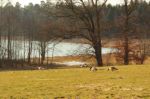2015-03-11_Osterseen_(267)b.JPG