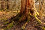 2015-03-11_Osterseen_(273).JPG