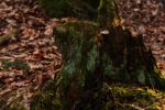 2015-03-11_Osterseen_(291).JPG