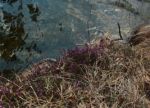 2015-03-11_Osterseen_(358)b.JPG