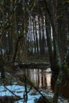 2015-03-11_Osterseen_(396).JPG