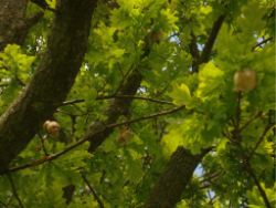 2014-05-18_Aidling_RiegseeRunde_379.JPG