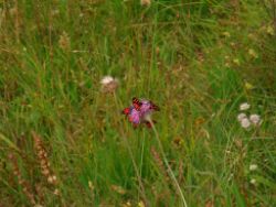 2013-08-25_Risserkogel (001).JPG