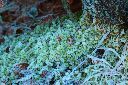 2015-12-28_Sylvensteinsee_(263)b.JPG