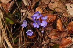 2016-03-30_Altlacher-Hochkopf_(1069).JPG