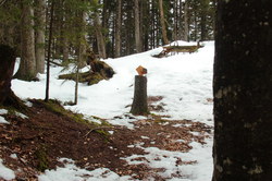 2016-03-30_Altlacher-Hochkopf_(1633).JPG