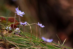 2016-03-30_Altlacher-Hochkopf_(1943)1.JPG