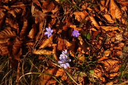 2016-03-30_Altlacher-Hochkopf_(1959).JPG