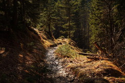 2016-03-30_Altlacher-Hochkopf_(1963).JPG