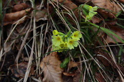 2016-03-30_Altlacher-Hochkopf_(2037).JPG