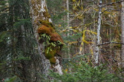 2016-03-30_Altlacher-Hochkopf_(2091).JPG