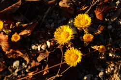 2016-03-30_Altlacher-Hochkopf_(2125).JPG