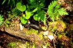 2014-07-06_Hoellentalklamm_(1273)b.JPG