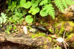 2014-07-06_Hoellentalklamm_(1277)b.JPG