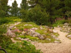 2013-08-18_Regina-F-Rau_Schachen_Alpengarten (225).JPG