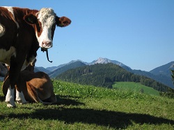 2007-05-09_Helmut-Steinbacher_Steinmanderl 07.JPG