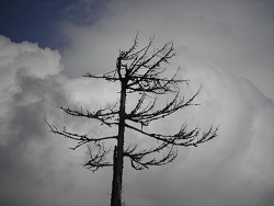 2007-05-29_Helmut-Steinbacher_Steinmanderl 09.JPG